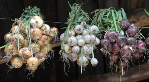 Onions of different colors Stock Photos