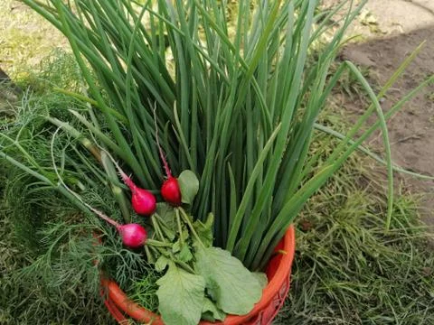 Onions, dill, herbs and radishes. Freshly harvested crop Stock Photos