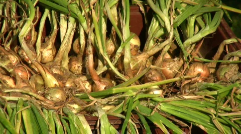 Onions dry in the sun Stock Footage 514340