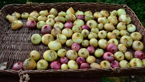 Onions dry on a wicker tray Stock Footage 115106949