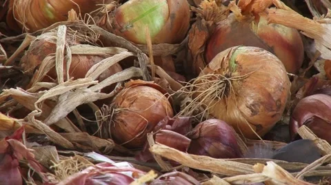 Onions drying on the floor Stock Footage 54363040