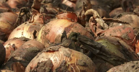 Onions drying in a greenhouse Stock Footage 41651888