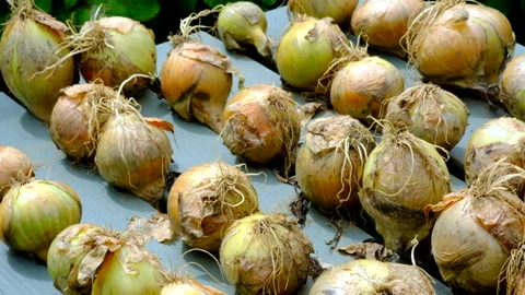 Onions drying outdoors Stock Footage 246538104