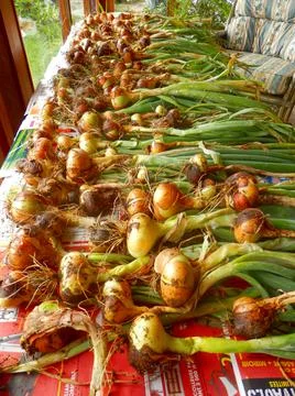 Onions drying Foto stock
