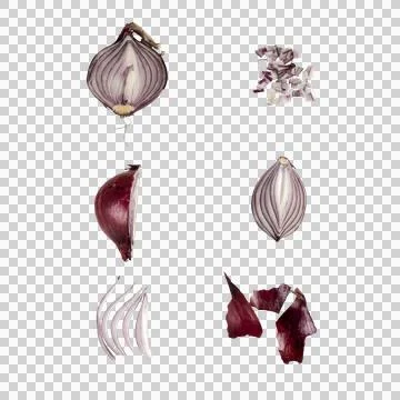 Onion's evolution Stock Photos