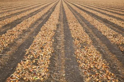 Onions on a field Stock Photos