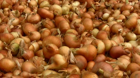 Onions Stock Footage 856775
