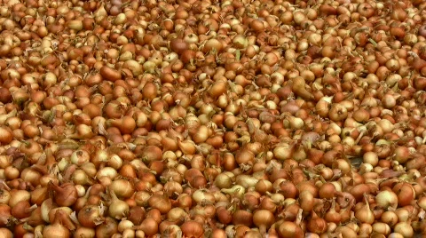 Onions Stock Footage 856800