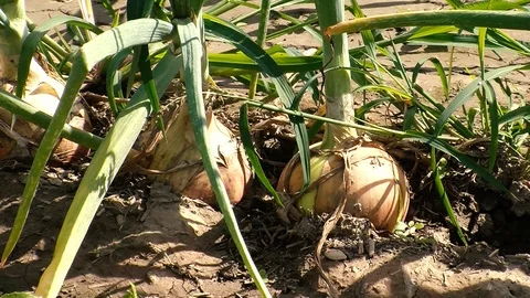 Onions Stock Footage 108554714