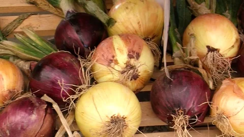 Onions Stock Footage 109173017