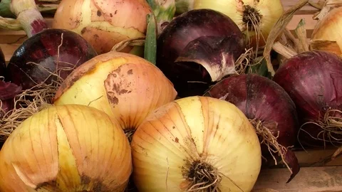 Onions Stock Footage 109173018