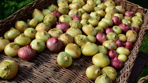 Onions Stock Footage 115106981