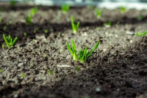 Onions in the garden bed. Stock Photos