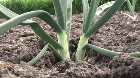 Onions in the garden close up Vidéo 37043668