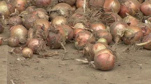 Onions on the ground Stock Footage 41131401