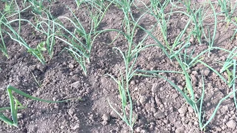 Onions grow on the ground Stock Footage 200019863