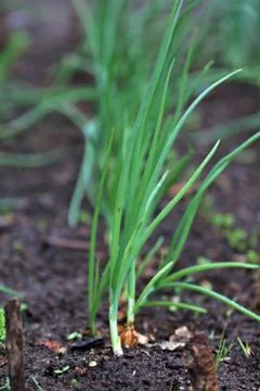 Onions grow outside in the vegetable patch Stock Photos
