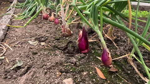 Onions Growing Stock Footage 268394137
