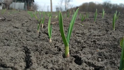 Onions growing in garden in rows open ground at farm. Stock Footage 121881259
