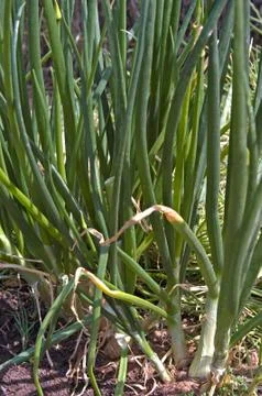 Onions growing Stock Photos