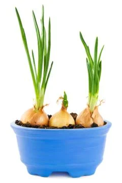 Onions growing Stock Photos