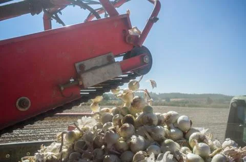 Onions harvester at work. Machine loading truck Stock Photos