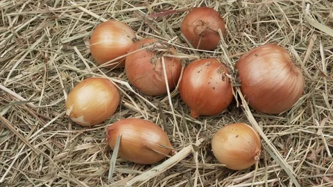 Onions in the hay. Видео 120373559