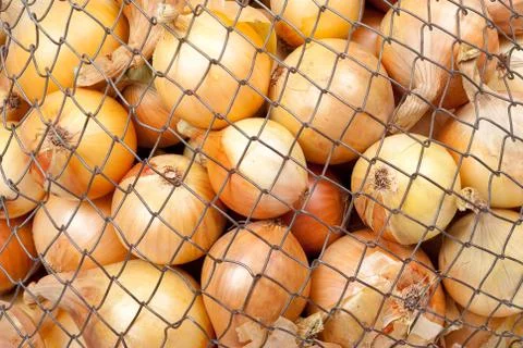 Onions in the mesh bag Stock Photos