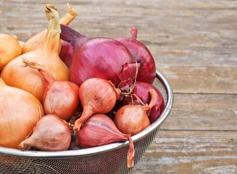 Onions Stock Photos