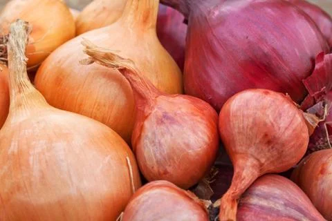 Onions Stock Photos