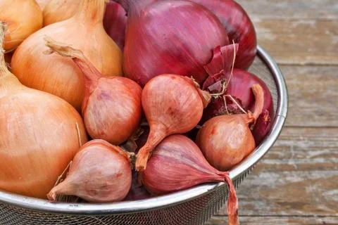 Onions Stock Photos