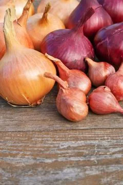 Onions Stock Photos