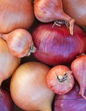 Onions Stock Photos