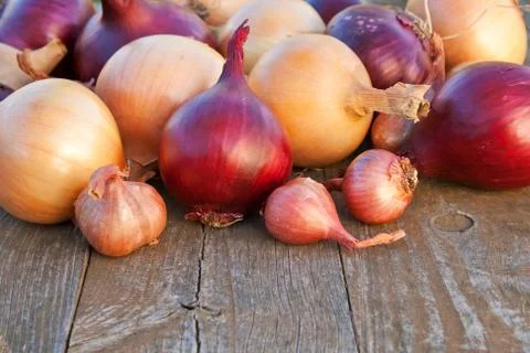 Onions Stock Photos