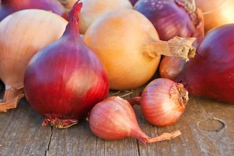 Onions Stock Photos