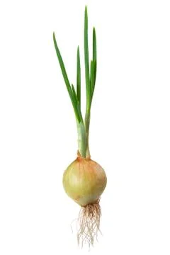 Onions Foto stock