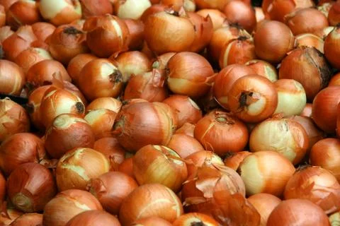 Onions Stock Photos