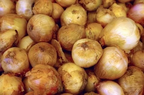 Onions Stock Photos