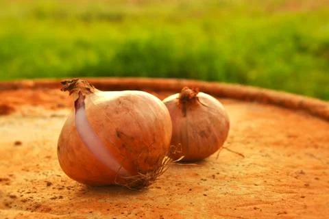 Onions Stock Photos