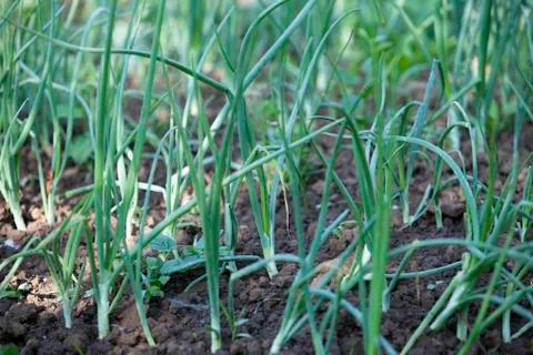 Onions Stock Photos