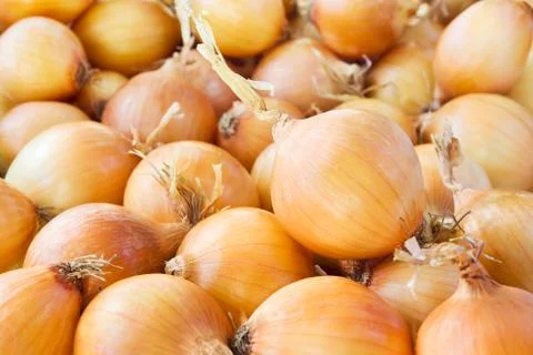Onions Stock Photos