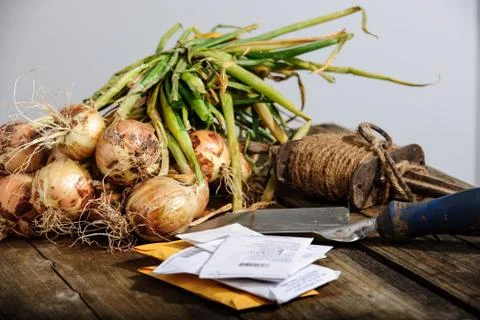 Onions Stock Photos