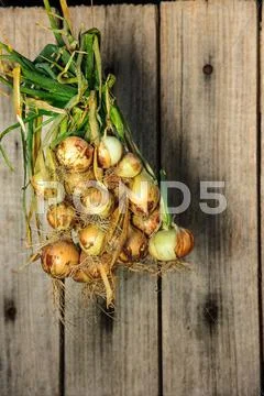 Onions Stock Photos