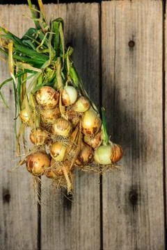 Onions Stock Photos