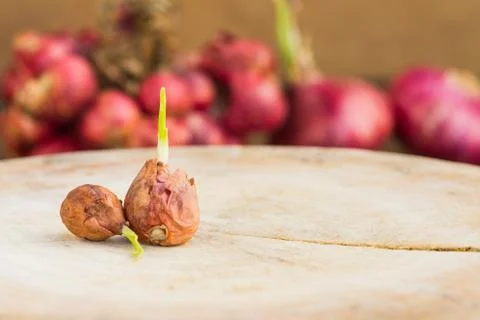 Onions Stock Photos