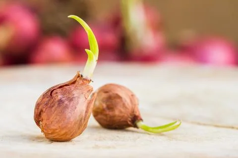Onions Stock Photos