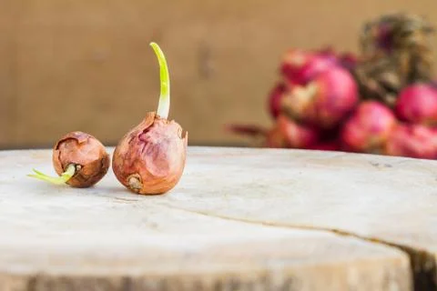 Onions Stock Photos