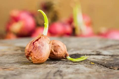 Onions Stock Photos