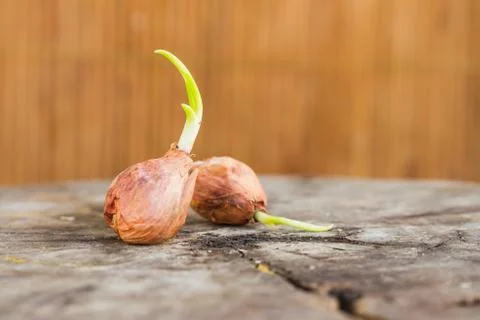Onions Stock Photos
