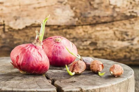 Onions Stock Photos